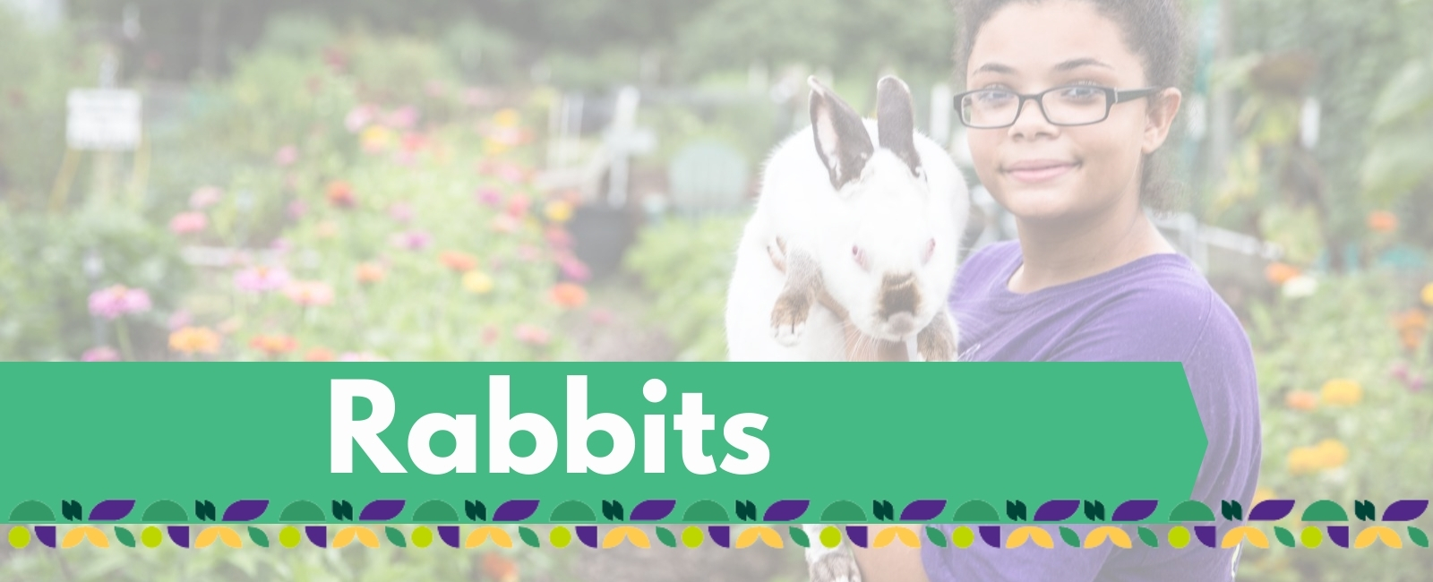 Rabbit project banner with text