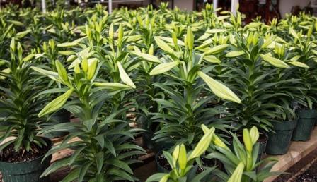 Easter lily plants