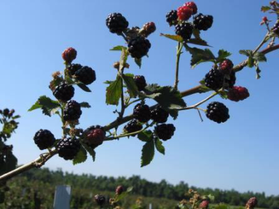 blackberry branch