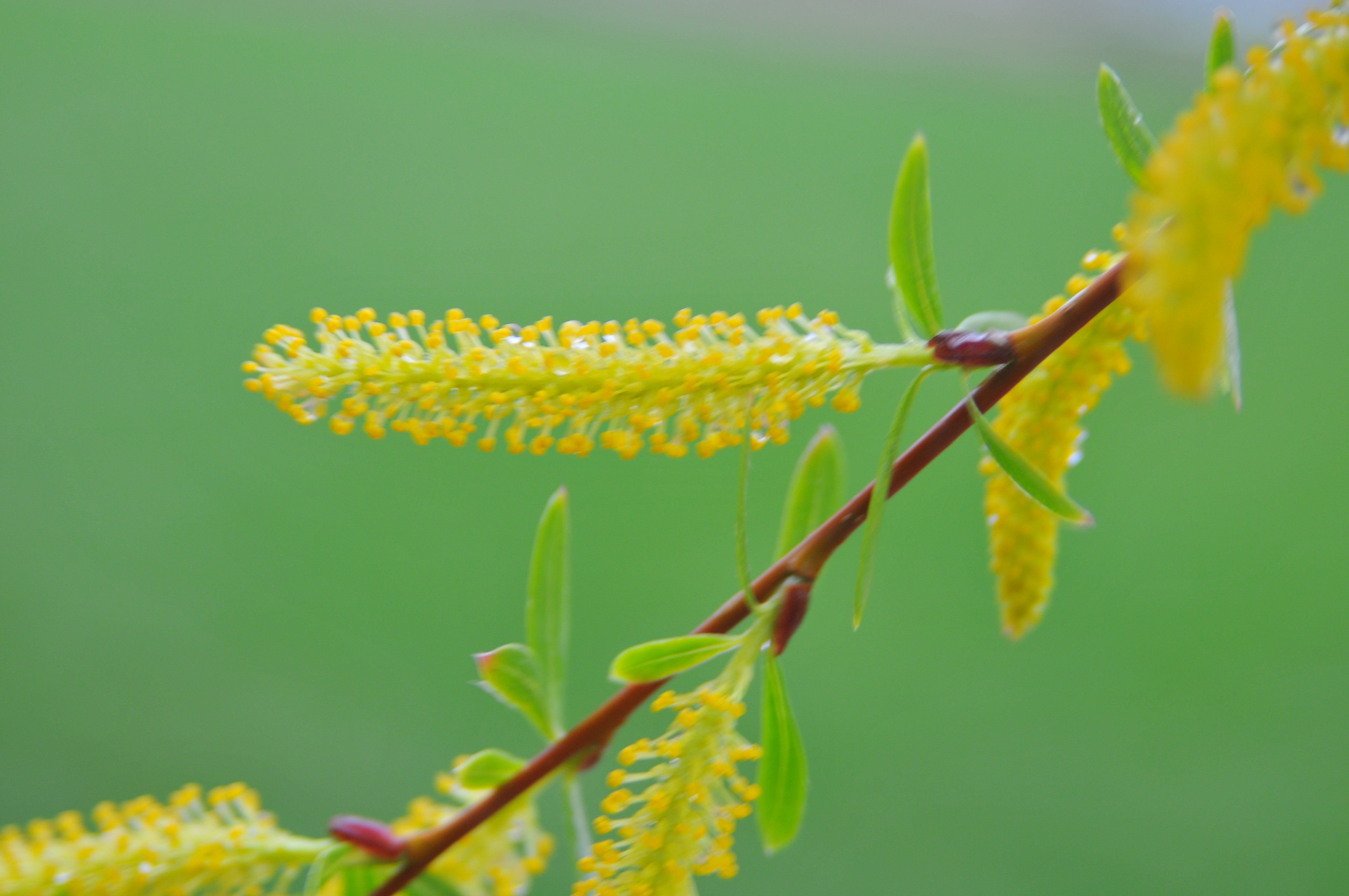Willow flowers