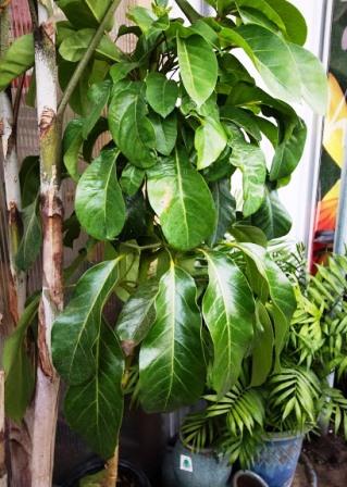Schefflera foliage