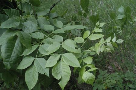 Ash foliage
